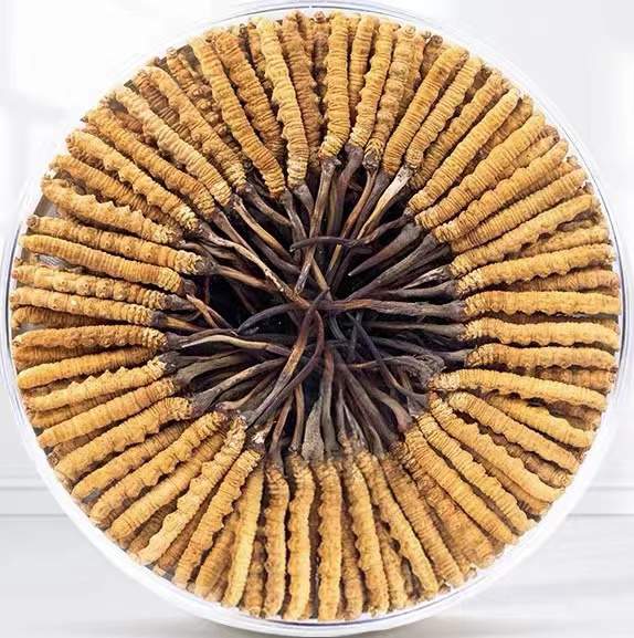 乌达冬虫夏草回收